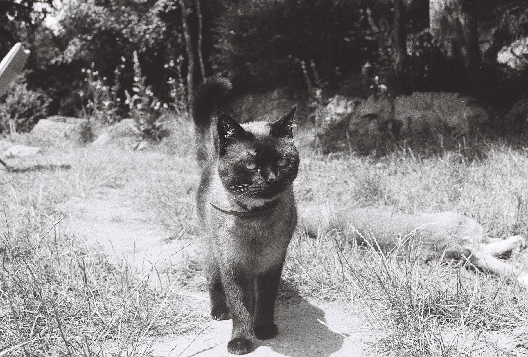 Fomapan profi line creative B&W / 135 - 36exp. / ISO 200